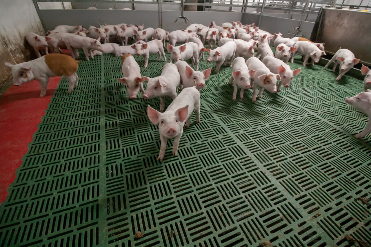 Нацпроект помог кузбасским животноводам увеличить выпуск мясной продукции